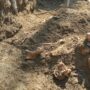 Scheletro rinvenuto negli scavi archeologici: aggiornamenti
